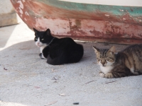 m_P5260049.jpg