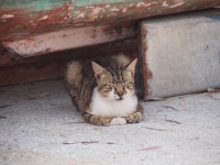 m_P5260050.jpg